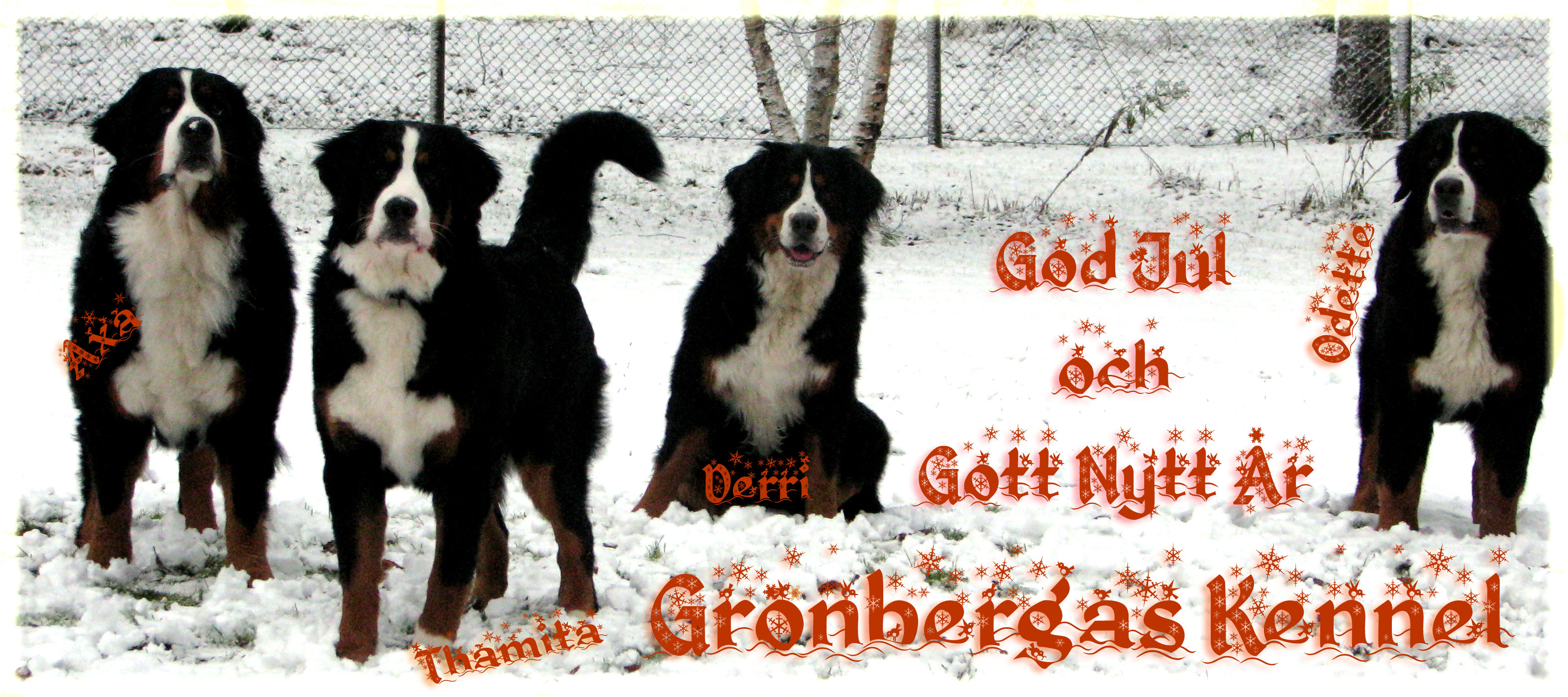 God jul önskar Grönbergas kennel